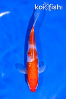 5.5" GINRIN KOHAKU