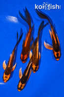 PACK OF (5) 5-6" BUTTERFLY KOI