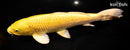 12.5" YAMABUKI OGON