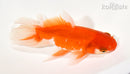 6" WAKIN GOLDFISH