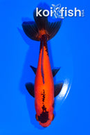 5" WAKIN GOLDFISH