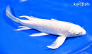 9.25" PLATINUMU OGON BUTTERFLY