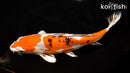 11" HEISEI NISHIKI