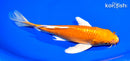 7.75" ORENJI OGON BUTTERFLY