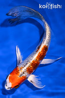 8" GINRIN KUJAKU BUTTERFLY