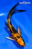 5.5" KIN HI UTSURI BUTTERFLY