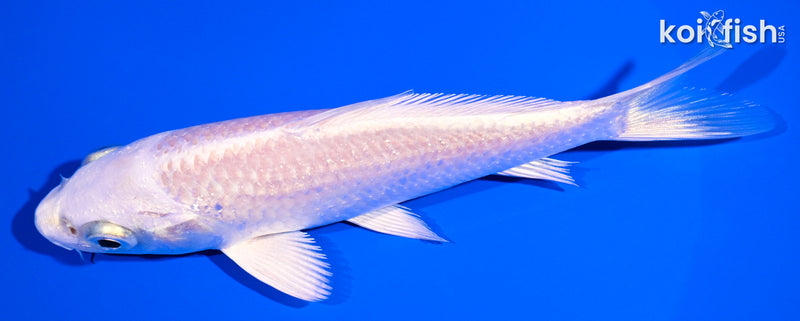 5.25" PLATINUM OGON