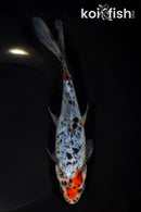 7.25" SHUBUNKIN GOLDFISH