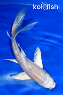 5.5" GINRIN PLATINUM OGON BUTTERFLY