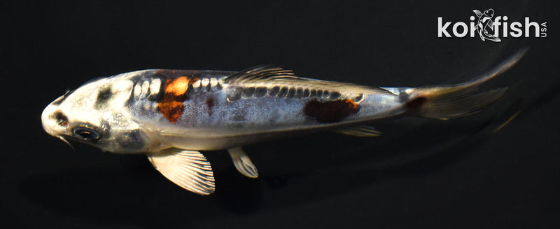 5.25" BENI KIKOKURYU