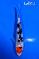 4.5" TANCHO SANKE