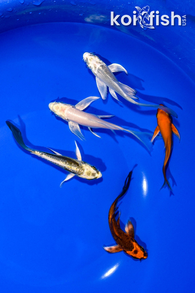 PACK OF (5) 3-4" BUTTERFLY KOI