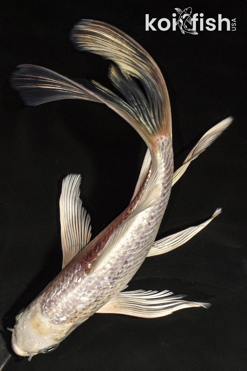7" GINRIN PLATINUM OGON BUTTERFLY