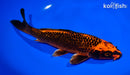 8.25" ORENJI MATSUBA