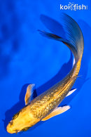 5.25" GINRIN KI MATSUBA BUTTERFLY