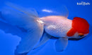 5" ORANDA GOLDFISH