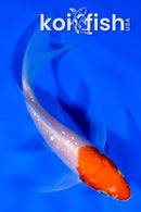 4.5" GINRIN KOHAKU BUTTERFLY