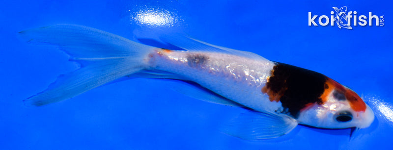 5.5" GINRIN SHOWA BUTTERFLY