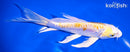 7.25" ARAGOKE LEMON HARIAKE BUTTERFLY