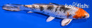6" YAMATO NISHIKI