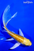 5.75" GINRIN LEMON HARIWAKE BUTTERFLY