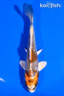 5" BENI GINGA