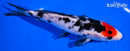 6.5" TANCHO SHOWA