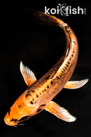 8.75" DOITSU ORENJI MATSUBA BUTTERFLY