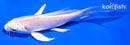 4.5" PLATINUM OGON BUTTERFLY
