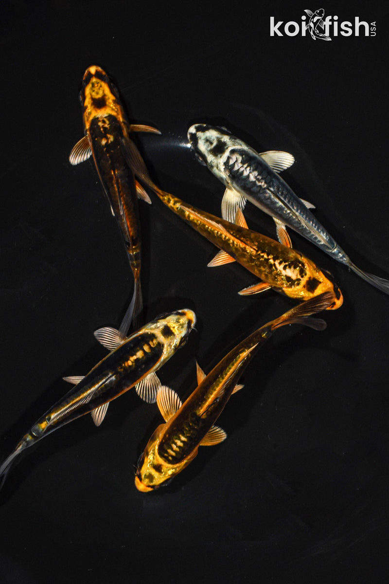 PACK OF (5) 3.5-4.5" STANDARD GHOST KOI