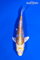 4.25" HEISEI NISHIKI