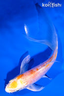 5.5" GINRIN HARIWAKE BUTTERFLY