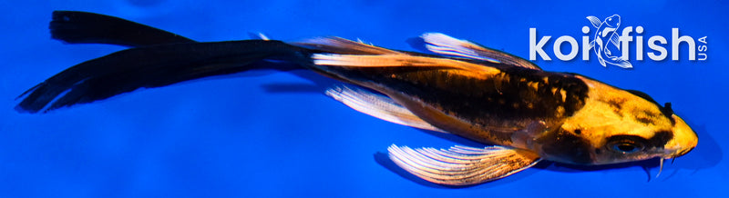 5" BENI KIKOKURYU BUTTERFLY