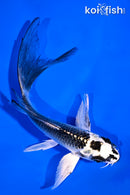 5.5" GINGA BUTTERFLY