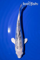 6.5" GINRIN YAMATO NISHIKI