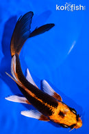 5.5" ORENJI MATSUBA BUTTERFLY