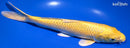 9" YAMABUKI OGON