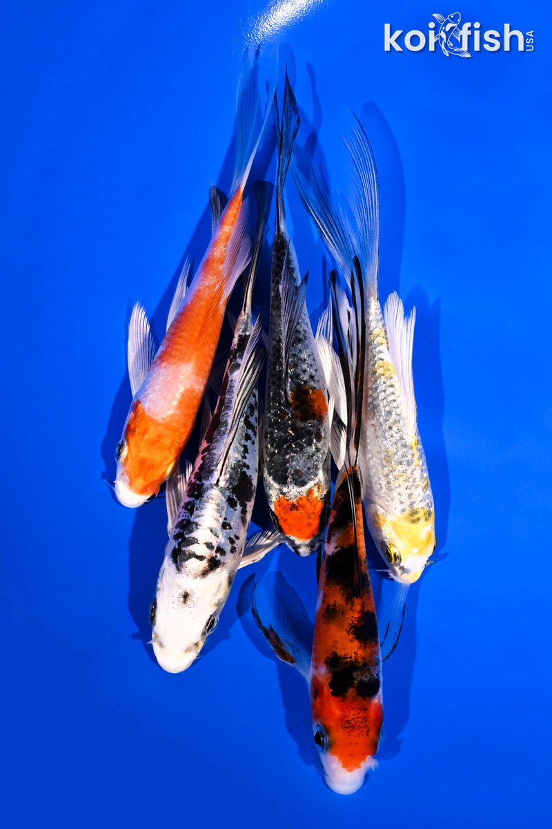 PACK OF (5) 4-5.5" BUTTERFLY KOI
