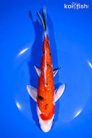 9" GINRIN YAMATO NISHIKI