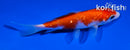 4" GINRIN KOHAKU