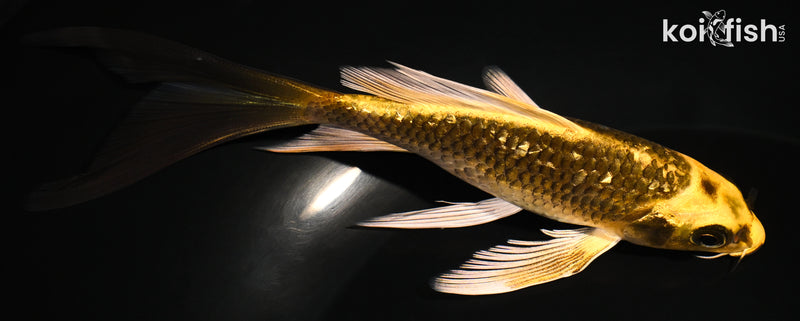 5.25" GINRIN KI MATSUBA BUTTERFLY