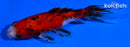4.5" CALICO WAKIN GOLDFISH