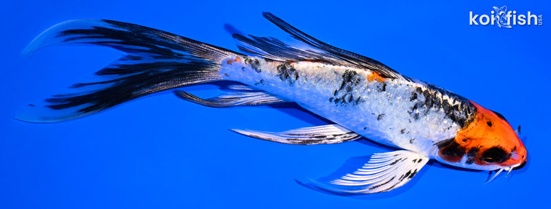 6.25" YAMATO NISHIKI BUTTERFLY