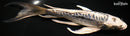 9.25" KIKOKURYU BUTTERFLY
