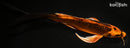 8.75" KIN ORENJI MATSUBA BUTTERFLY