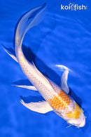 7.75" LEMON HARIWAKE BUTTERFLY