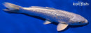 8" GINRIN PLATINUM OGON