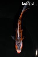 5" HI SHUSUI