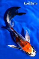 5.75" KUJAKU BUTTERFLY