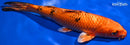 8.75" KIN ORENJI BEKKO